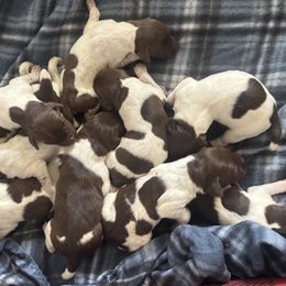 German Shorthaired Pointers from Doyle’s GSP
