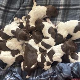 German Shorthaired Pointers from Doyle’s GSP