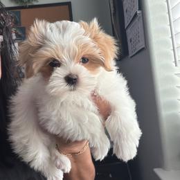 Lady Addie - Parti female Maltipoo puppy in Southern,, California from Maltipoo Tiny Pups & More