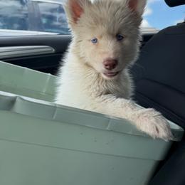 Orange collar Girl 4 - White female Siberian Husky puppy in Uhland, Texas from Siberian Huskies
