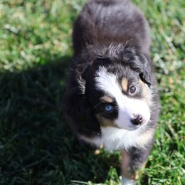 Monica - Black tri female Toy Australian Shepherd puppy in West Point, Nebraska from Plum Creek Aussies