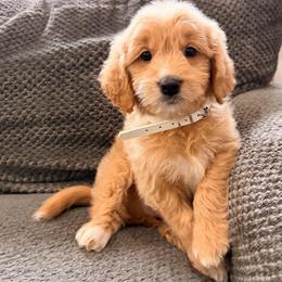 Lemon Up - Red  female Goldendoodle puppy in North Royalton, Ohio from Johnson's Doodles