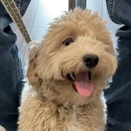 Loomis - Goldendoodle