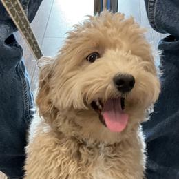 Loomis - Goldendoodle