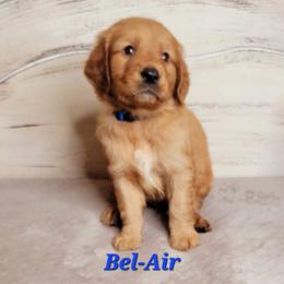 Bel Air (Blue Collar) - Dark golden male Golden Retriever puppy in Scurry, Texas from 07 Seven Oaks Goldens and Doodles