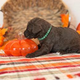 Wish - Brown female Poodle puppy in Lavonia, Georgia from Peach Blossom Kennels