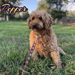Pepper - Goldendoodle