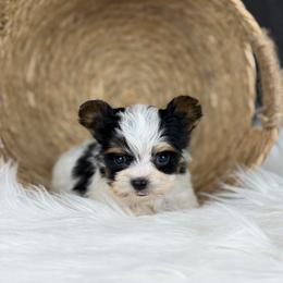 Charles - Black tan and white male Biewer Terrier puppy in Liberty, Texas from Tiny Yorkshire pups