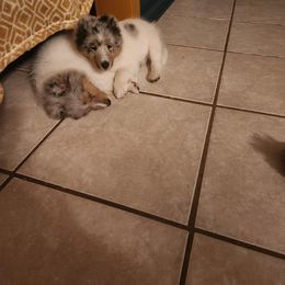 Shetland Sheepdog Puppies from Ambrozia Kennels