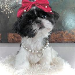 Shih Tzu Puppies from DESERT ROYAL SHIH TZU