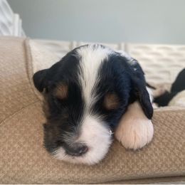 Bernedoodle and Goldendoodle Puppies from Saratoga Goldendoodles