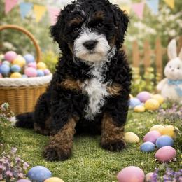 Purple girl - Tri-color female Bernedoodle puppy in O'fallon, Missouri from Rockin R Doodles