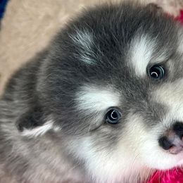 Pomeranians and Pomskies from Michelle’s Posh Pomsky