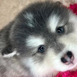 Pomeranians and Pomskies from Michelle’s Posh Pomsky