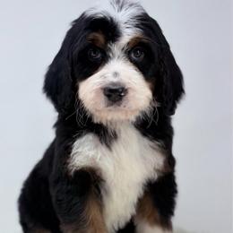 Chorus - Tri-color male Bernedoodle puppy in Fleming, Colorado from Vandenbark Doodles