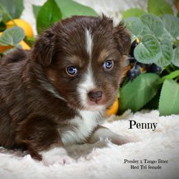 Penny - Red tri-color female Australian Shepherd puppy in Ranger, Texas from Outback Mini Aussies
