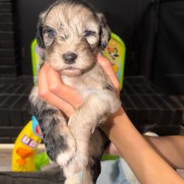 Wulf - Merle male Sheepadoodle puppy in Clemson, South Carolina from Love Tallulah Sheepadoodles LLC
