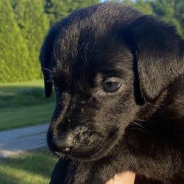 Destiny-lavendar collar - Black Labrador Retriever puppy in Springfield, Missouri from Kellner Labradors