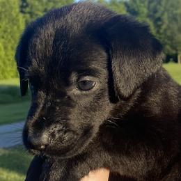 Destiny-lavendar collar - Black Labrador Retriever puppy in Springfield, Missouri from Kellner Labradors