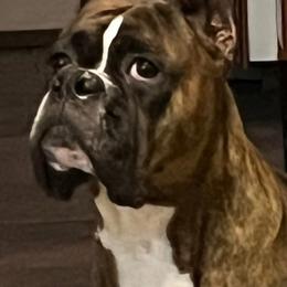 Boxer All Grown Up from JM Legacy Boxers