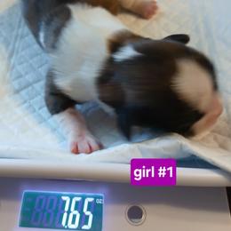 Shih Tzu Puppies from 2 Sons & 4 Paws Puppies