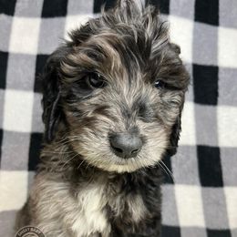 Goldendoodles and Labradoodles from Sweet Baby Doodles