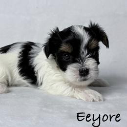 Eeyore - Black tan and white male Biewer Terrier puppy in Cartersville, Georgia from Alpha Tiny Paws