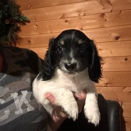Boy 3 - Piebald male Dachshund puppy in Cheyenne, Wyoming from Great Basin Hounds