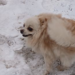 Pomeranians from Michelle's Poms