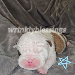 Moose - Fawn brindle and white male Bulldog puppy in Granville, Iowa from Wrinkly Blessings English Bulldogs