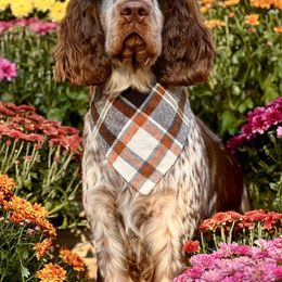 Primm - English Springer Spaniel