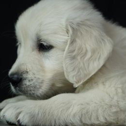 Golden Retriever Puppies from Wendy Olaussen's Golden Retrievers