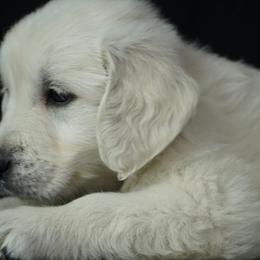 Golden Retriever Puppies from Wendy Olaussen's Golden Retrievers