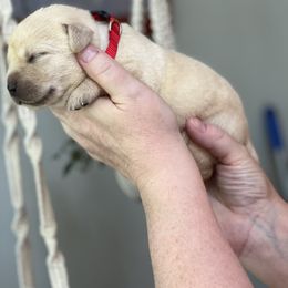 Girl 3 - Labrador Retriever puppy in New York from Moss Ridge Labradors