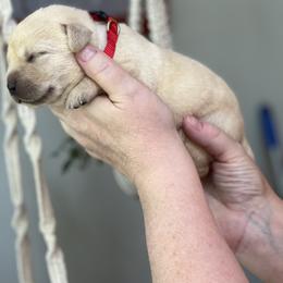 Girl 3 - Labrador Retriever puppy in New York from Moss Ridge Labradors