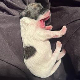 Matthew - Black and white male Shihpoo puppy in Denver, Colorado from Angel babies