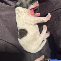 Matthew - Black and white male Shihpoo puppy in Denver, Colorado from Angel babies