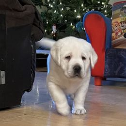 Casper blue boy Now LEO - Yellow Labrador Retriever puppy in Eugene, Oregon from LakeHouse Labrador Retriever LLC