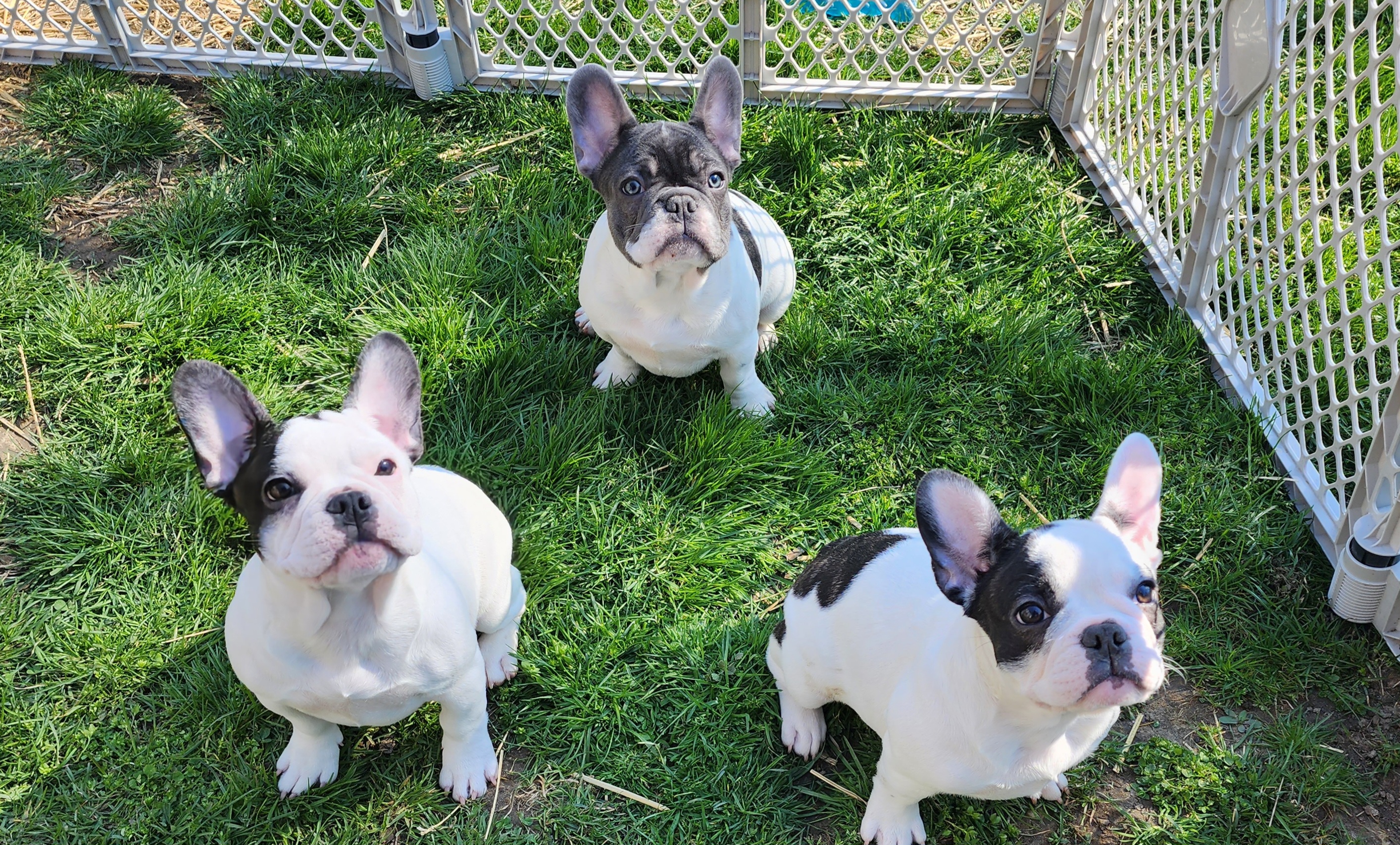 French Bulldog puppies from Evan Congleton's French Bulldogs