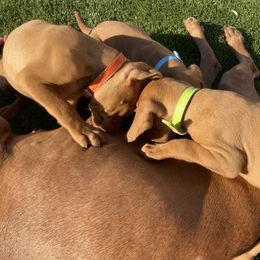 Vizsla Puppies from Waterfall Ranch Hungarian Vizslas