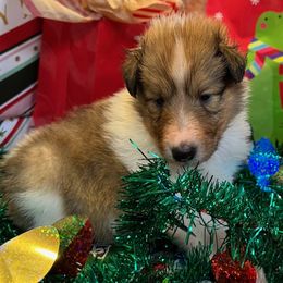 Vixen - Sable and white female Collie puppy in Carencro, Louisiana from Cajun Bayou's Collies LLC