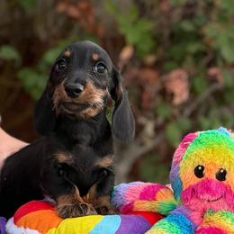 BT Wire boy - Black and tan male Dachshund puppy in Lancaster, California from Avignon