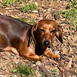 Molly - Dachshund