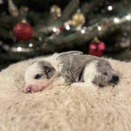 Bubbly - Blue merle and white female Sheepadoodle puppy in Vernonia, Oregon from Life Unleashed Farm