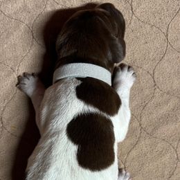 Lovely - Liver and white female German Shorthaired Pointer puppy in Morgantown, Indiana from Kevin Funkhouser Kennel