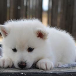 Pomskies from Golden Pawsibility Puppies