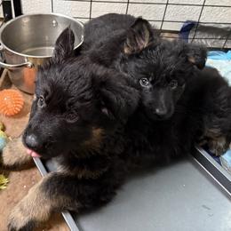 German Shepherd Puppies from Circle Oaks Shepherds