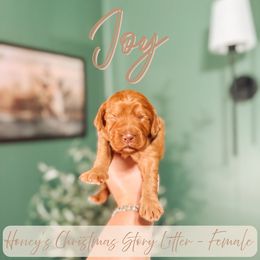 Joy - Red female Cavapoo puppy in Colcord, Oklahoma from Copper Lane Aussies, Doodles & Cavapoos