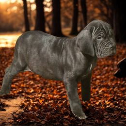 Scottie - Black male Neapolitan Mastiff puppy in Canyon, Texas from Mastini Della Forte
