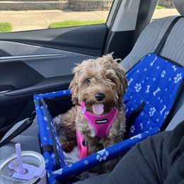 Elly - Cavapoo